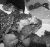 Kochen